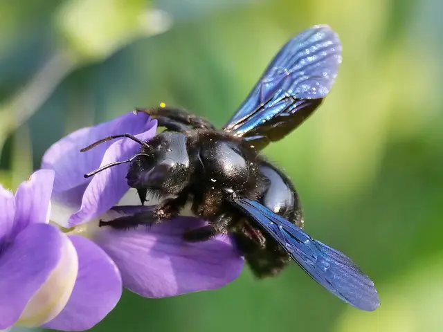 Die Holzbiene (Xylocopy violacea) saugt bevorzugt an Wicken und Platterbsen. | Foto: Walter Hufnagel