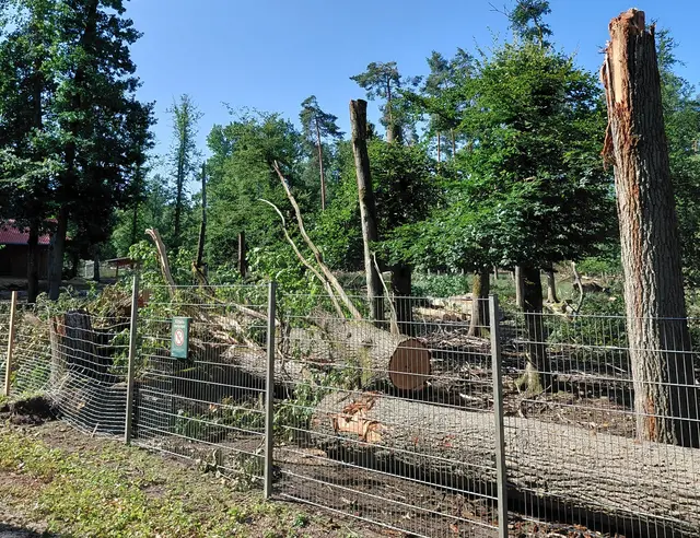 Im Damwildgehege bei Nürnberg Neunhof kam es zu massiven Schäden, rund 15 Tiere sind entwichen. | Foto: Sebastian Linstädt, BaySF