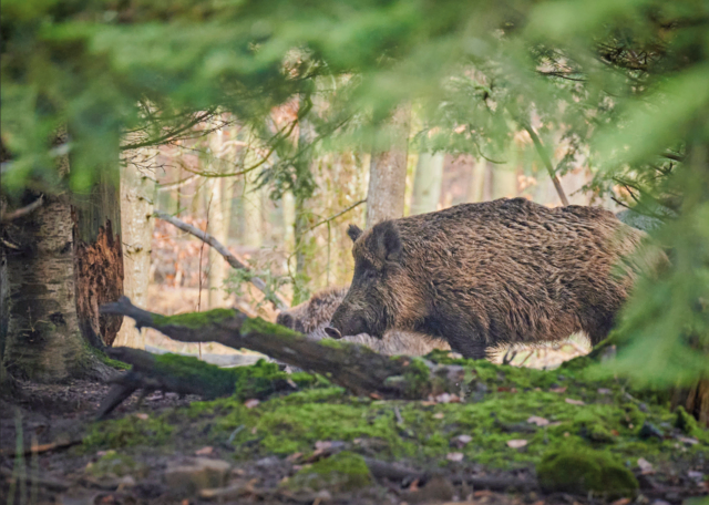 Immer mehr Wildschweine bevölkern den Reichswald. | Foto: Paul Henri