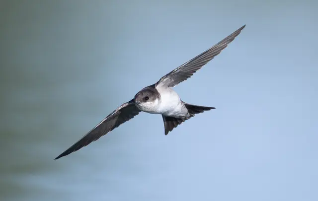 Mehlschwalbe im Flug | Foto: Josef Baumgartner - LBV Bildarchiv