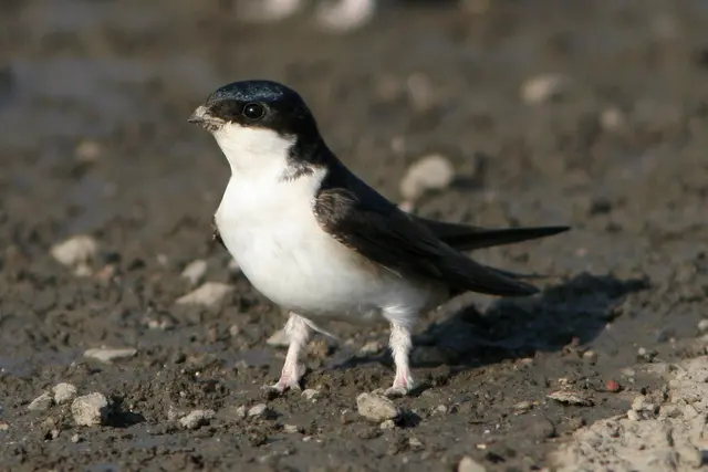 Die Mehlschwalbe ist Vogel des Jahres 2027. | Foto: Zdenek Tunka - LBV Bildarchiv