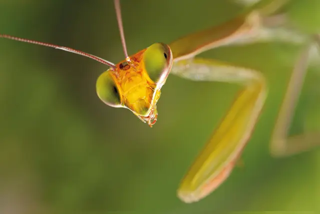 Eine Gottesanbeterin, die selbst so aussieht, als hätte sie für den Naturfotografen Walter Hufnagel 
„genau hingeschaut”. | Foto: Walter Hufnagel