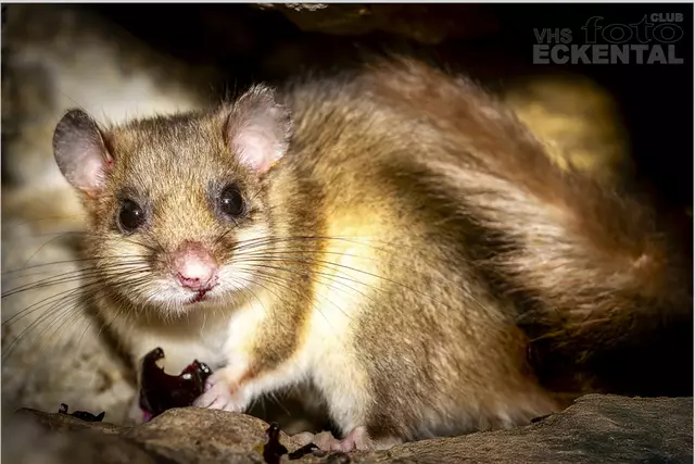 Mit Siebenschläfern auf Tuchfühlung | Foto: Jürgen Horwath