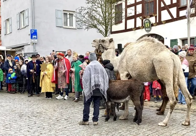 Die Kamele kommen mit den Sternsingern und bleiben und warten im Garten auf abenteuerlustige Reiter.