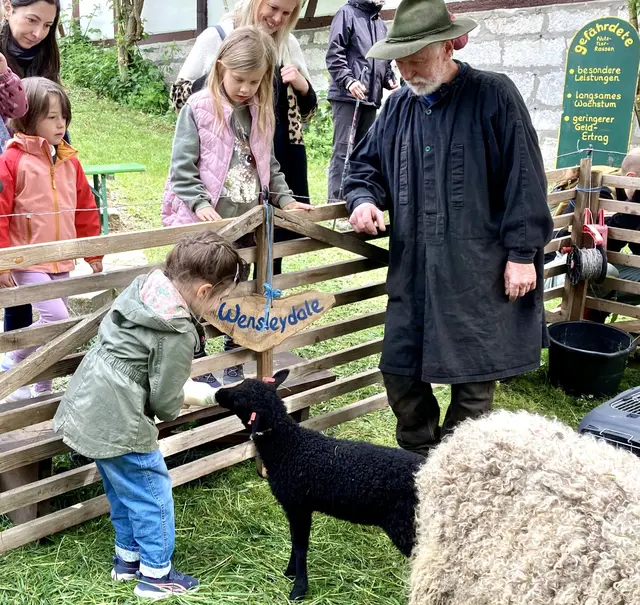 Wer sich für Schafe interessiert, kann sich beim Schaf-Fest im Deutschen Hirtenmuseum mit dem Schäfer unterhalten. | Foto: Ruth Bär