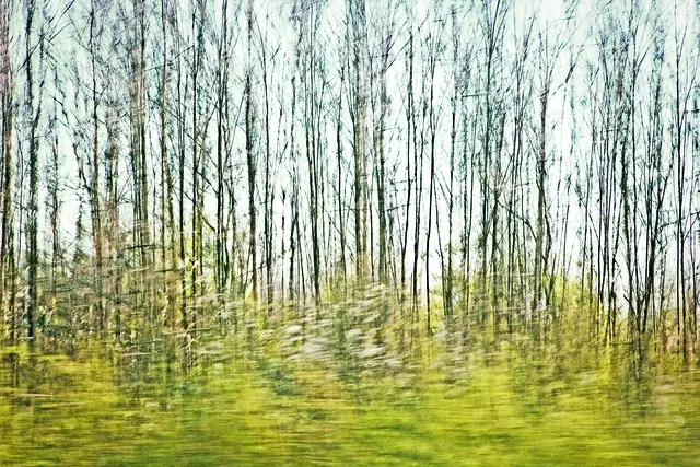 Gabriella Hejja "Waldimpressionen"