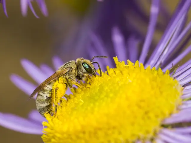 Dichtpunktierte Goldfurchenbiene (Halictus subauratus)  | Foto: Roland Günter