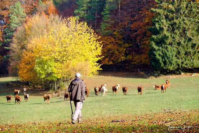 Es müssen nicht immer Schafe sein, die gehütet werden: Kühe auf dem Hutanger auf der Hersbrucker Alb. | Foto: Thomas Geiger
