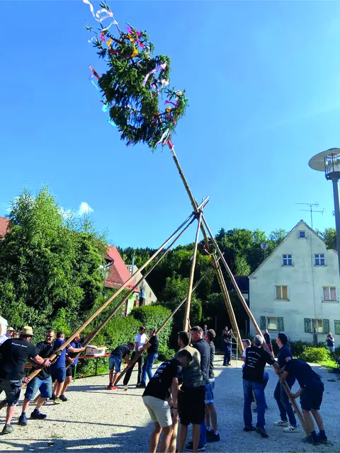 Am Samstag wird in Pommer mit viel Manneskraft der Kerwabaum aufgestellt.