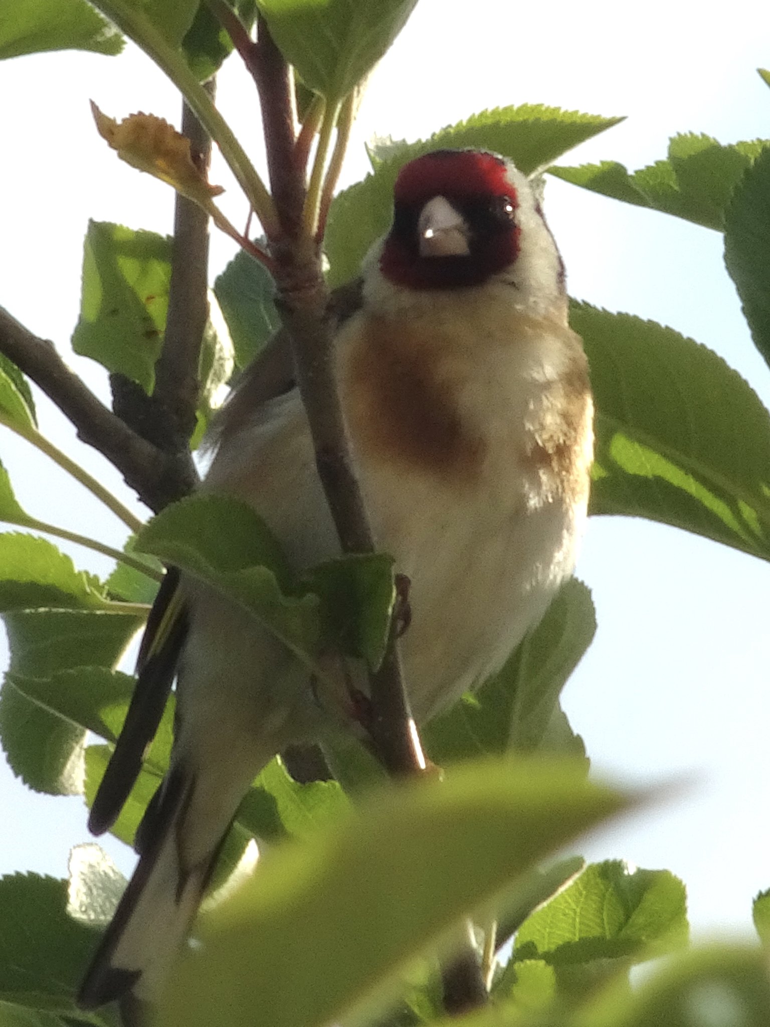 Der Stieglitz hat uns wieder besucht.
