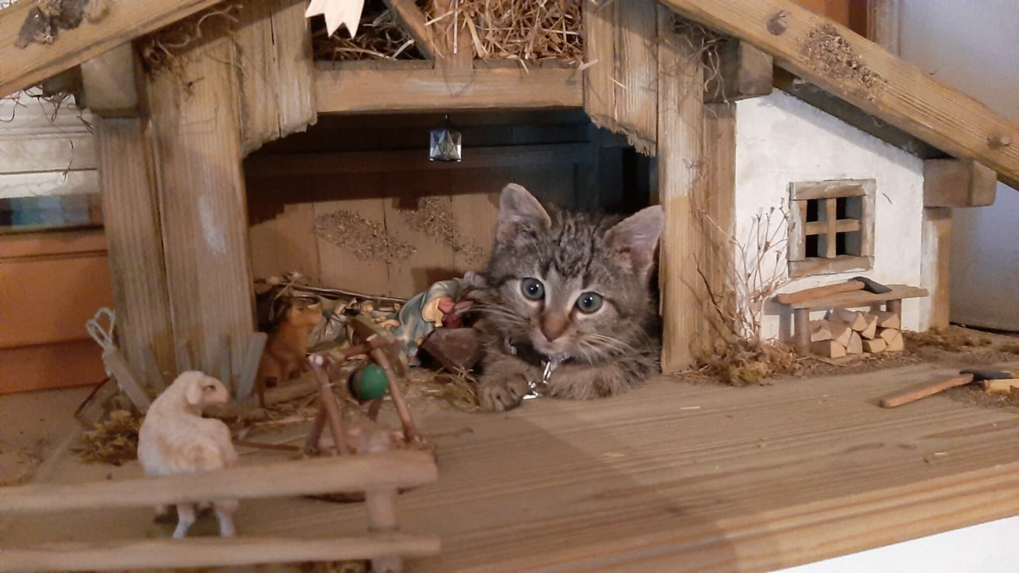 Die Weihnachtskrippe mal anders...