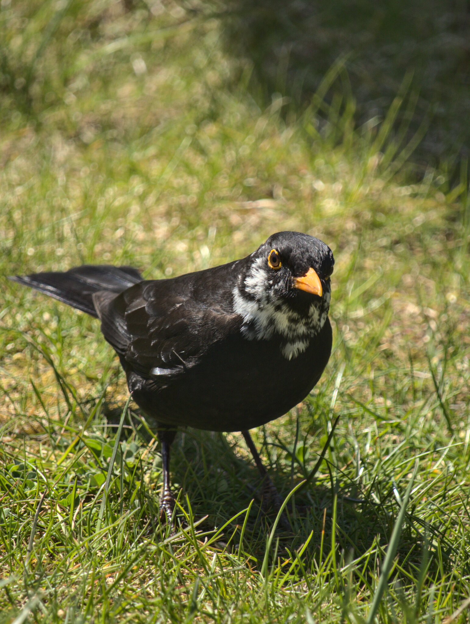 Amsel mit weißem Kragen
