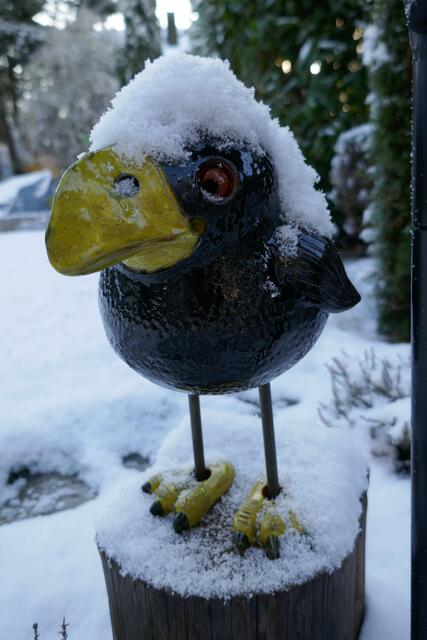 Seit heute Morgen trägt der Rabe in unserem Garten stolz die neueste Wintermode. Hoffentlich hält das Mützchen auch recht warm.