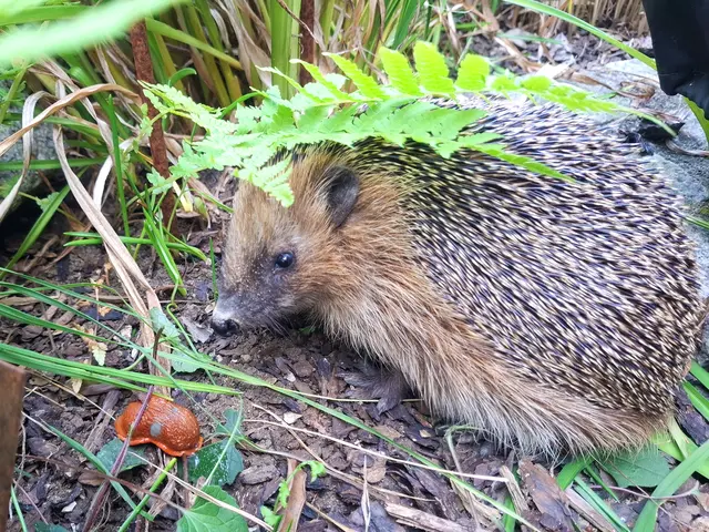 Kerstin Kauer staunte nicht schlecht, als sie kürzlich einen Igel in ihrem Garten entdeckte. Mit diesem Schnappschuss hat sie den Besuch des kleinen tierischen Freundes festgehalten. | Foto: Kerstin Kauer