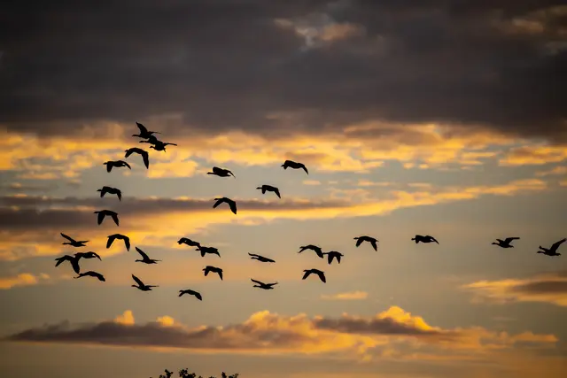 Dieses Foto von den Zugvögeln vor dem abendlichen Himmel hat unser Leser Robby Lill geschossen.  | Foto: Robby Lill