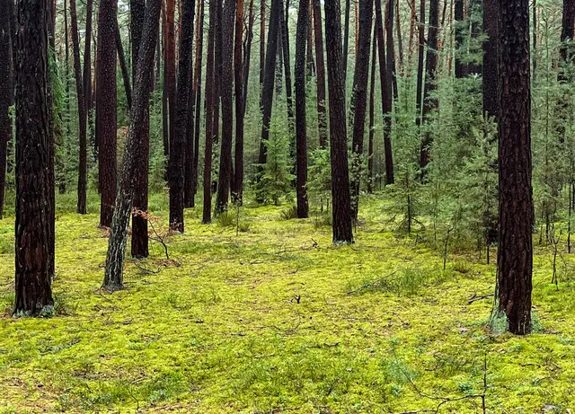 ... dieses Wetter ist ideal für Moos