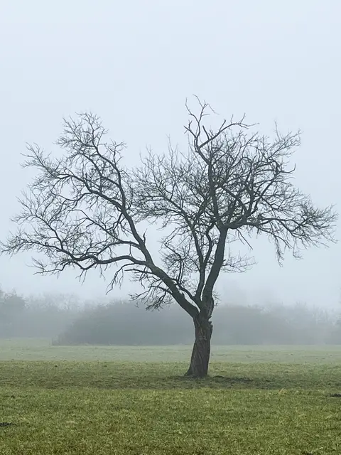 ... Nebel ist der einzige Schmuck :-(