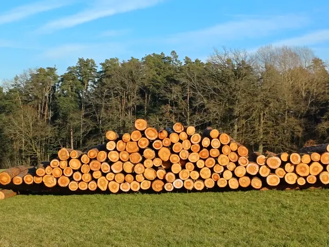Um Oberschöllenbach gab es im letzten Monat viel Schneebruch. Die gefällten Baumstämme bilden vor ihrem Abtransport noch ein regelrechtes Kunstwerk. 