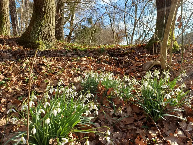 Wie jedes Jahr läuten die Schneeglöckchen im Eckentaler Schneeglöckchenwald den Frühling ein.