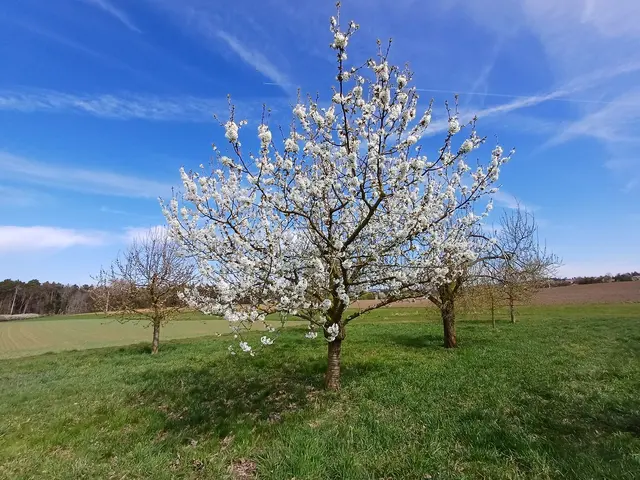 Jedes Jahr aufs Neue, freut man sich über die ersten Kirschblüten. Bei schönem Wetter zeigen sich die weißen Kirschbäume ganz besonders von ihrer schönsten Seite.