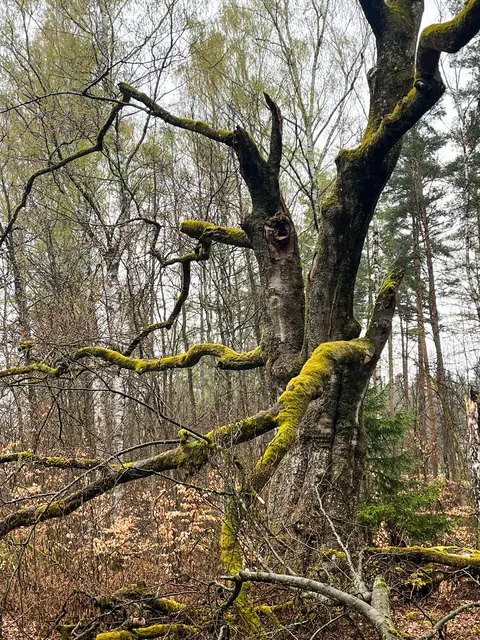 Der Zerfall der uralten Buche geht leider weiter...