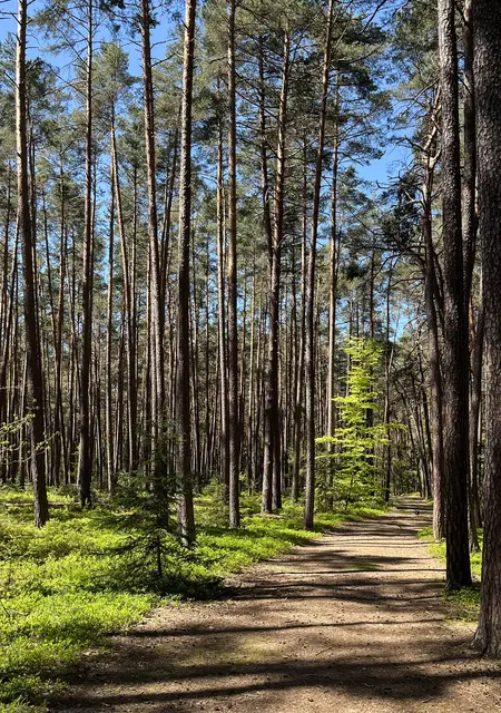 auch im Steckerles-Wald...