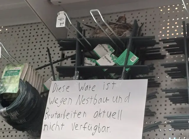 In einem Baumarkt in Eschenau fand diese Amsel bei dieser Bruthitze ein schattiges Brutplätzchen. Die tierlieben Mitarbeiter haben dafür gesorgt, dass der Vogel im Regal in Ruhe brüten kann. Im Namen der Amsel ein Dankeschön an die Mitarbeiter!