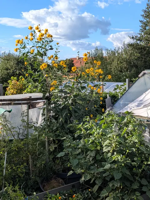 wunderschöner Kontrast - 2,90m große Sonnenblume  vorm blauen Himmel | Foto: T.Nehr